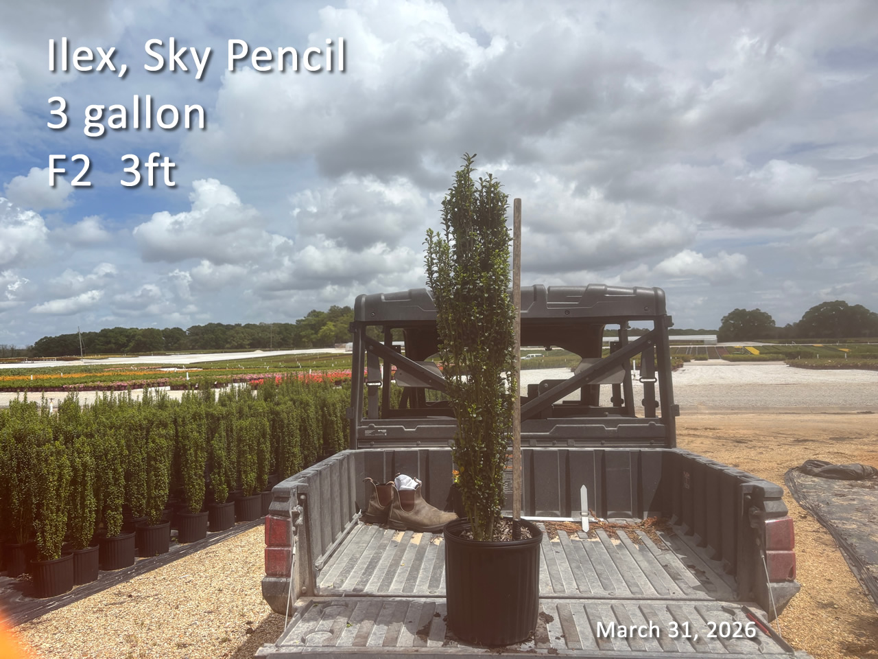 gallery/sky3 f2 mar31.jpg